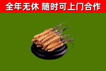 高州回收散虫草